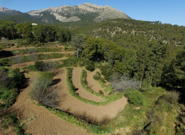 Protección y recuperación de los antiguos bancales de cultivo de Sierra Espuña - 2, Foto 2