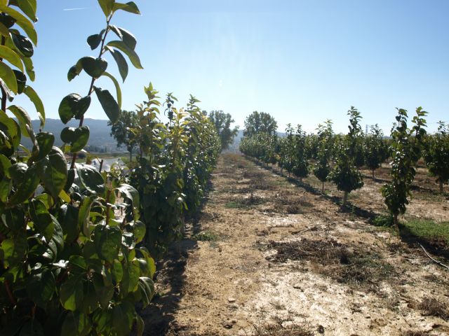 Agricultura evalúa el comportamiento agronómico del caqui en cultivo ecológico y convencional en la Región - 1, Foto 1