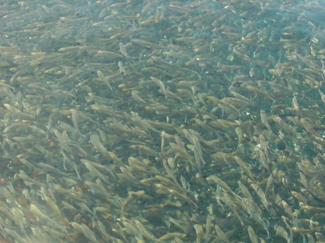La UPCT dirige un proyecto interuniversitario de mejora genética de corvina en Águilas - 2, Foto 2