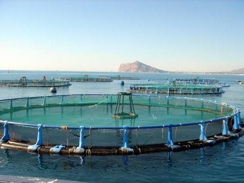 La UPCT dirige un proyecto interuniversitario de mejora genética de corvina en Águilas - 3, Foto 3