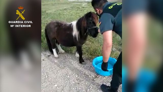 La Guardia Civil auxilia a un pony atado al sol sin agua - 2, Foto 2