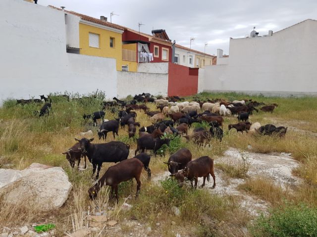Un 'ejército' de más de 200 cabras limpiará de maleza los solares en La Algaida - 1, Foto 1