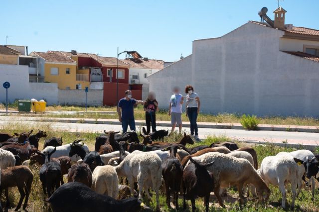 Un 'ejército' de más de 200 cabras limpiará de maleza los solares en La Algaida - 2, Foto 2
