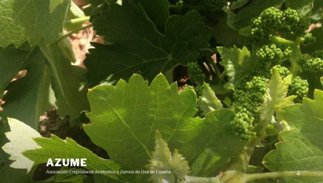 AZUME: ¿Por qué las administraciones se han olvidado del mosto? - 1, Foto 1
