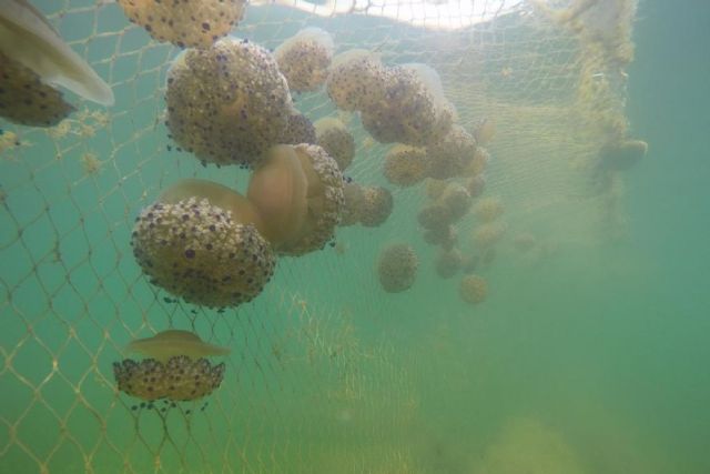 El Ayuntamiento pide retrasar la instalación de redes para evitar el bloqueo de las algas - 1, Foto 1