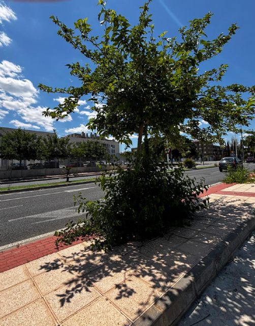 El PSOE exige al PP que limpie y mantenga las Costeras Norte y Sur para garantizar la seguridad de viandantes y conductores - 3, Foto 3