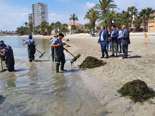 El Gobierno regional intensifica la retirada de biomasa en el Mar Menor - 2, Foto 2