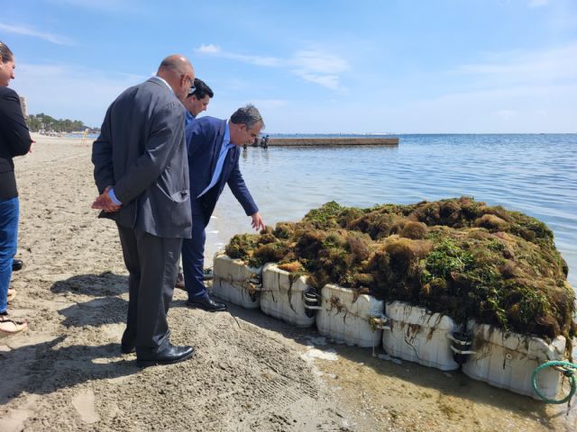 El Gobierno regional intensifica la retirada de biomasa en el Mar Menor - 3, Foto 3