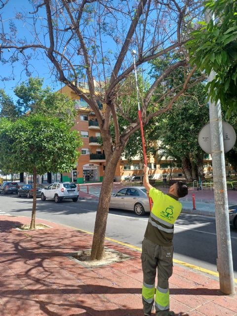 El Ayuntamiento de Murcia pone en marcha el tratamiento biológico contra el pulgón para proteger a 2.300 jacarandas, tipuanas y robinias - 1, Foto 1