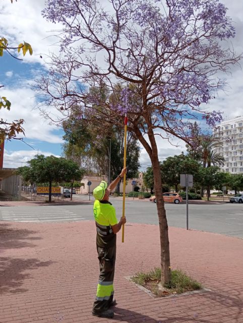 El Ayuntamiento de Murcia pone en marcha el tratamiento biológico contra el pulgón para proteger a 2.300 jacarandas, tipuanas y robinias - 2, Foto 2