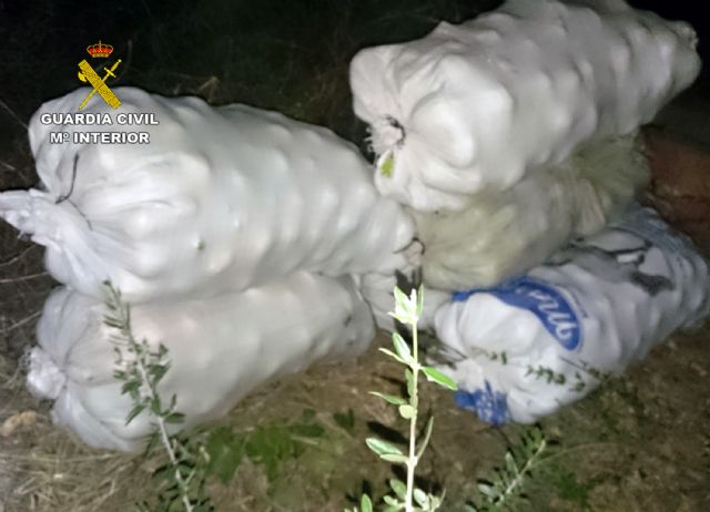 La Guardia Civil sorprende a dos personas sustrayendo gran cantidad de limones - 1, Foto 1
