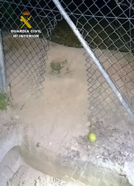 La Guardia Civil sorprende a dos personas sustrayendo gran cantidad de limones - 5, Foto 5