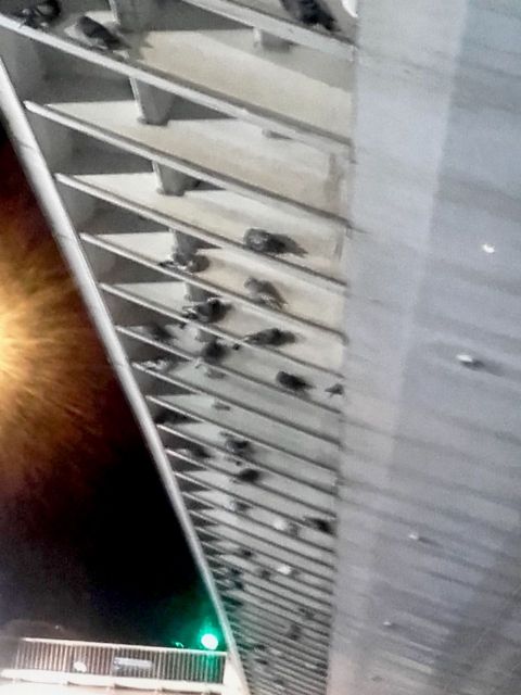 Aprobada por unanimidad moción de Ahora Murcia para el control de la plaga de palomas en Vistabella - 1, Foto 1