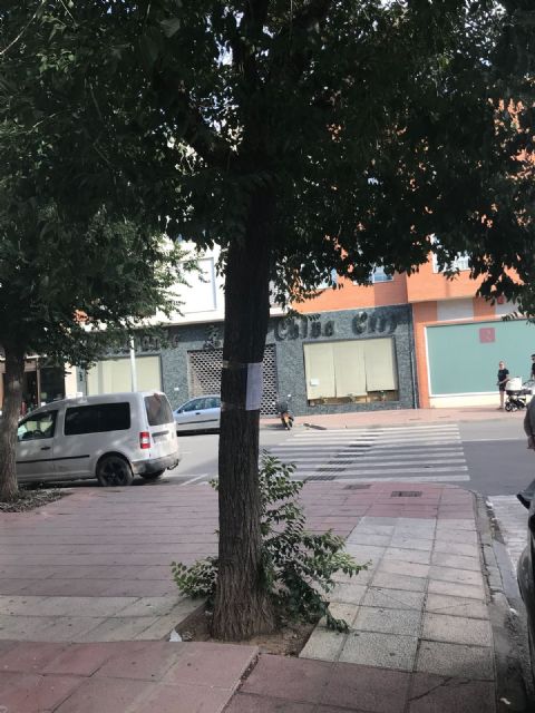 They will replace several alignments of road trees due to their internal affection that had generated structural weaknesses in trunk and branches, Foto 5