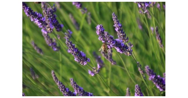 Dehesa de Los Llanos presenta su jabón artesano de lavanda - 1, Foto 1