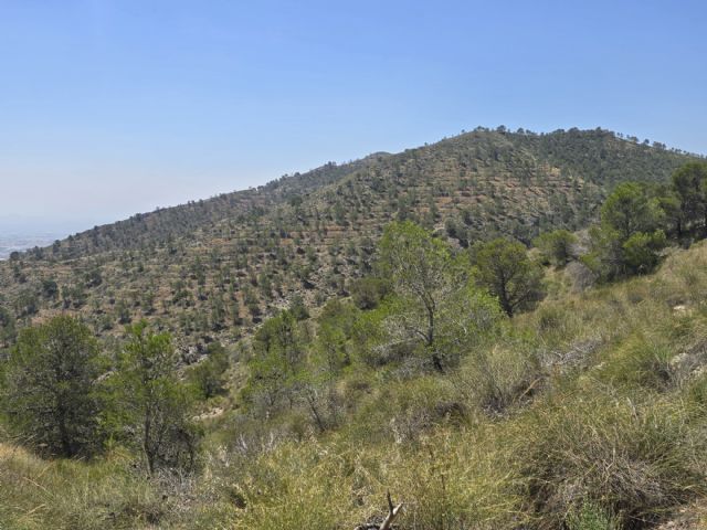 La Comunidad culmina en Fortuna actuaciones forestales por más de 335.000 euros para reforzar la protección de los montes - 2, Foto 2