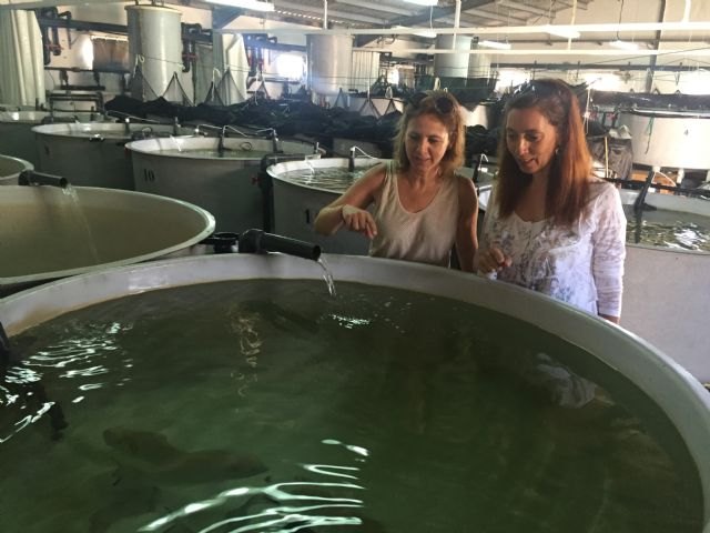 El Imida estudia cómo mejorar el proceso de alimentación de la dorada para incrementar la rentabilidad y minimizar los residuos orgánicos - 1, Foto 1