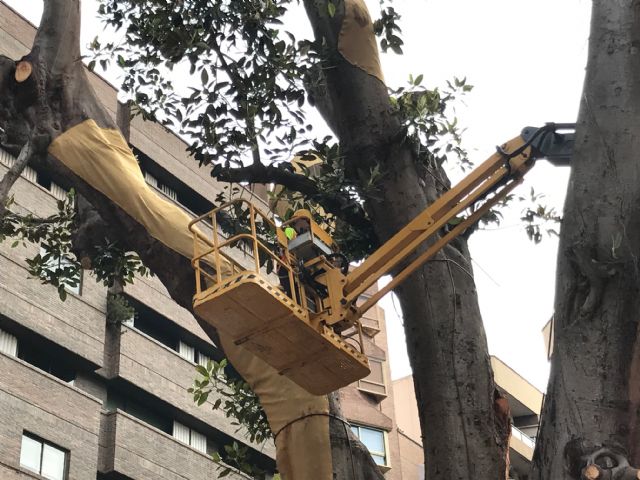 Un textil de yute protegerá al ficus de Santo Domingo del sol y de las altas temperaturas del verano - 2, Foto 2