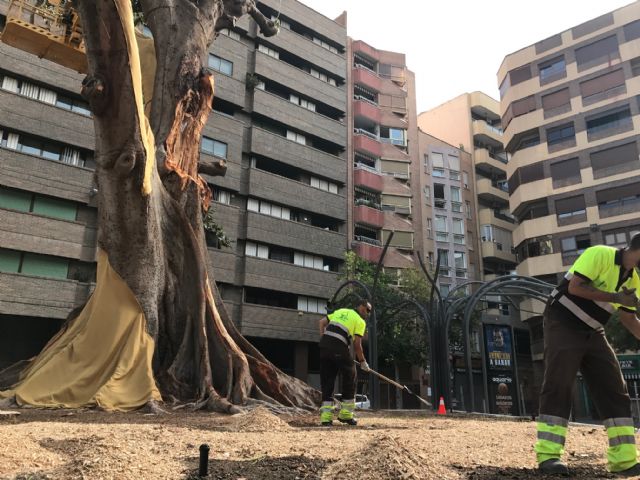 Un textil de yute protegerá al ficus de Santo Domingo del sol y de las altas temperaturas del verano - 3, Foto 3