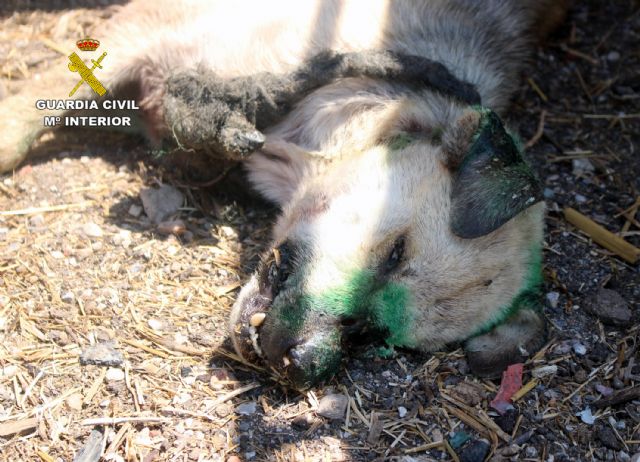 La Guardia Civil rescata a una treintena de animales víctima de maltrato en una vivienda de Monteagudo-Murcia - 1, Foto 1