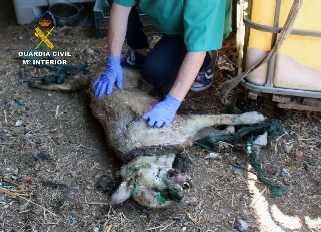 La Guardia Civil rescata a una treintena de animales víctima de maltrato en una vivienda de Monteagudo-Murcia - 2, Foto 2