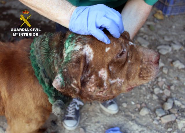 La Guardia Civil rescata a una treintena de animales víctima de maltrato en una vivienda de Monteagudo-Murcia - 3, Foto 3