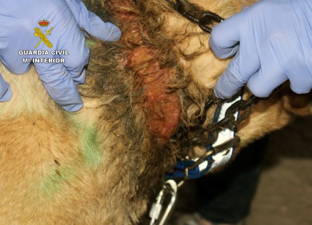 La Guardia Civil rescata a una treintena de animales víctima de maltrato en una vivienda de Monteagudo-Murcia - 4, Foto 4