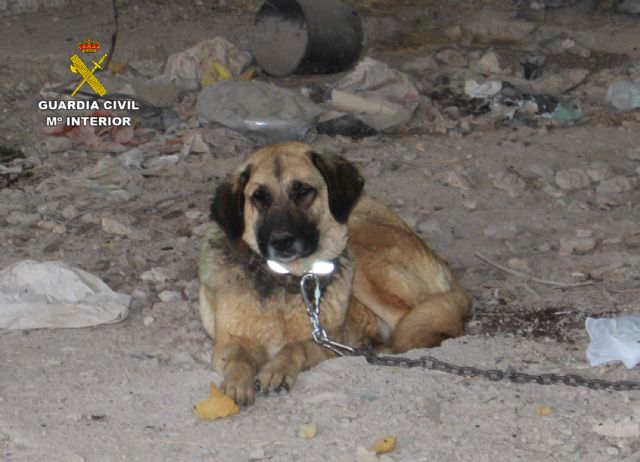 La Guardia Civil rescata a una treintena de animales víctima de maltrato en una vivienda de Monteagudo-Murcia - 5, Foto 5