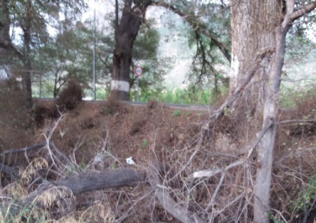 El Ayuntamiento vuelve a solicitar una reunión a la Dirección General de Carreteras para abordar el problema de la olmeda de El Maripinar - 1, Foto 1