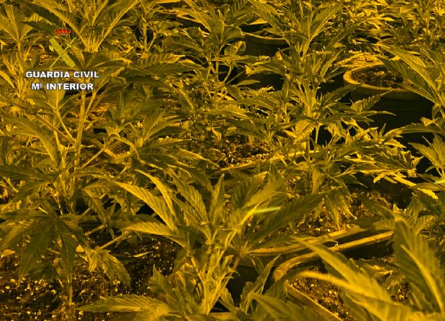La Guardia Civil desmantela en Abarán una plantación indoor y detiene a sus dos responsables - 5, Foto 5