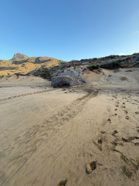 La Comunidad localiza y protege un nuevo anidamiento de tortuga boba en el interior del Parque Regional de Calblanque - 1, Foto 1