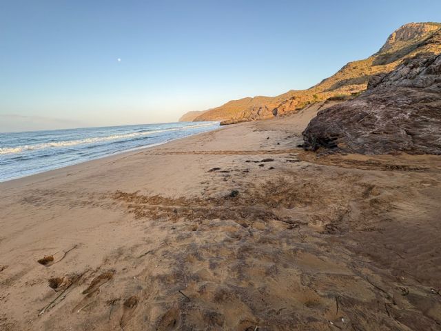 La Comunidad localiza y protege un nuevo anidamiento de tortuga boba en el interior del Parque Regional de Calblanque - 2, Foto 2