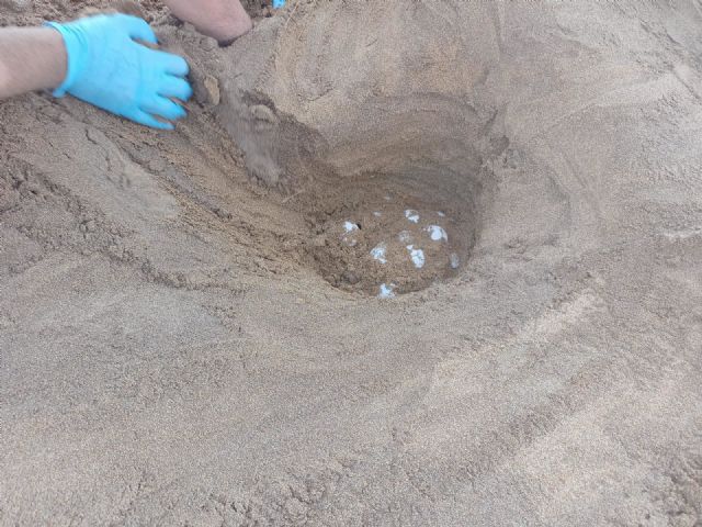 La Comunidad localiza y protege un nuevo anidamiento de tortuga boba en el interior del Parque Regional de Calblanque - 3, Foto 3