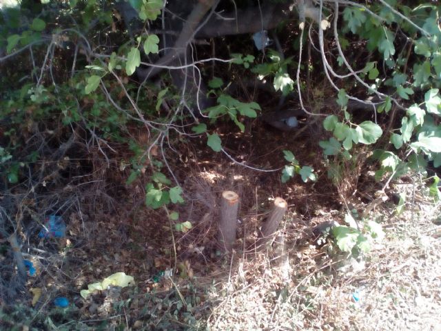 Cambiemos Murcia denuncia la tala de olmos en la pedanía de San Ginés - 1, Foto 1