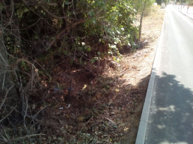 Cambiemos Murcia denuncia la tala de olmos en la pedanía de San Ginés - 2, Foto 2