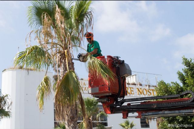 Infraestructuras aprovecha la época estival para la poda de 700 palmeras en el municipio - 1, Foto 1