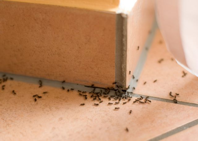 Las plagas de hormigas vuelven en verano: recomendaciones para evitar tenerlas en casa - 1, Foto 1
