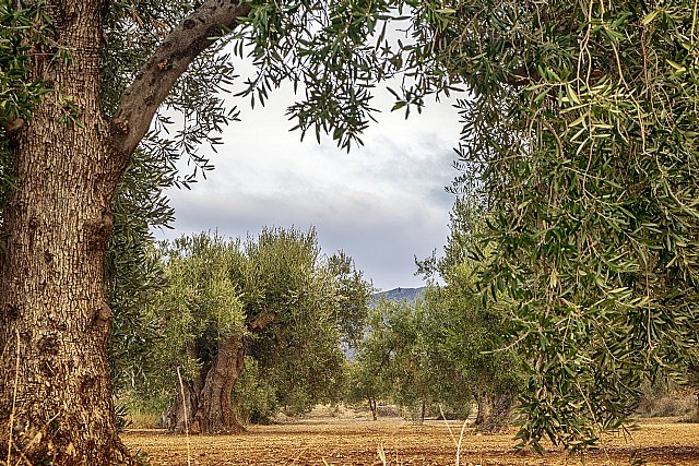 Asemesa muestra su gran decepción por la decisión de EEUU de mantener el arancel del 25% a la aceituna - 1, Foto 1