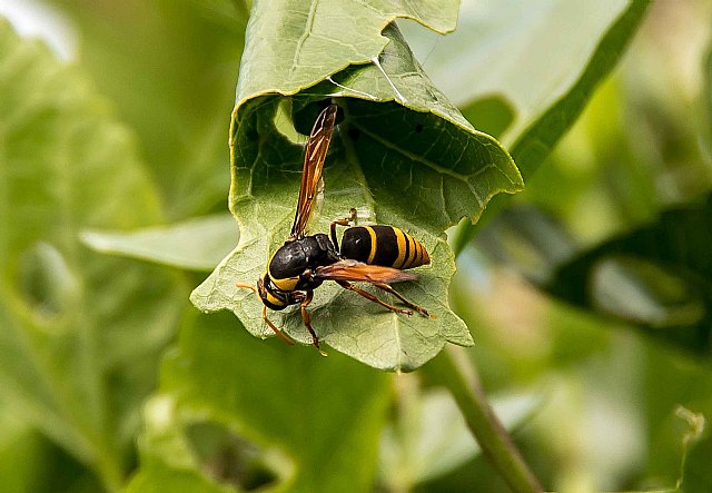 Las reacciones alérgicas graves por picaduras de avispas y abejas aumentan en los últimos años - 1, Foto 1