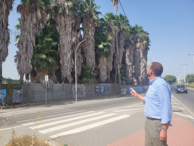 El PP de Murcia propone un plan eficaz para luchar contra el picudo rojo en el municipio - 1, Foto 1