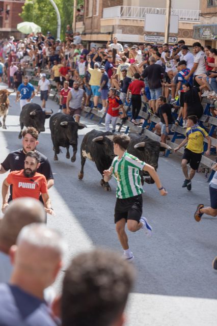 El cuarto encierro de las Fiestas Patronales de Blanca en honor a San Roque deja vistosas carreras por Gran Vía - 2, Foto 2