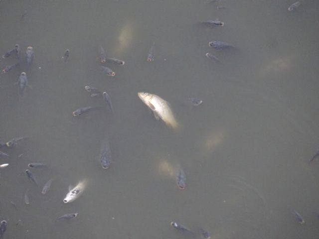    [Mortandad masiva de peces en el embalse de los Rodeos, Foto 1
