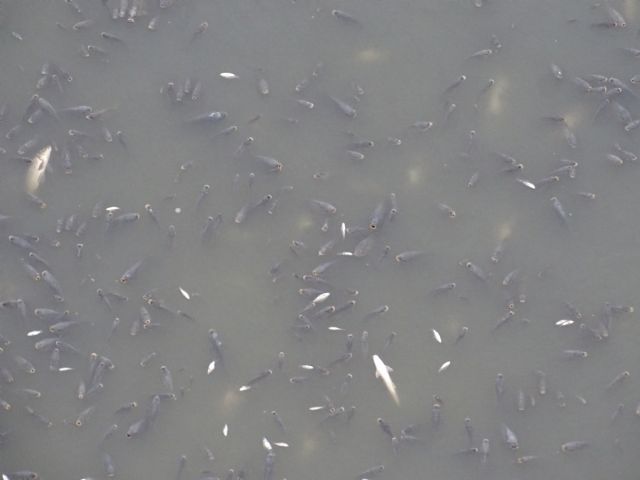    [Mortandad masiva de peces en el embalse de los Rodeos, Foto 3