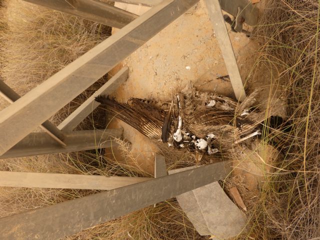 La colaboración ciudadana permite aflorar un grave caso de presunta electrocución de aves - 1, Foto 1