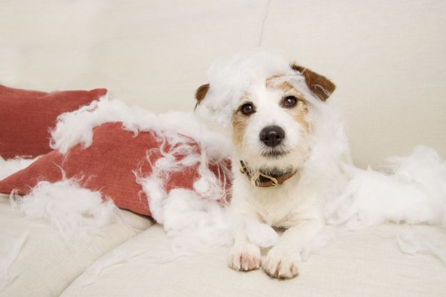 El estrés post vacacional puede generar hiperactividad, trastornos en la alimentación, llantos, pérdida de control de esfínteres o ansiedad por separación en nuestras mascotas - 1, Foto 1