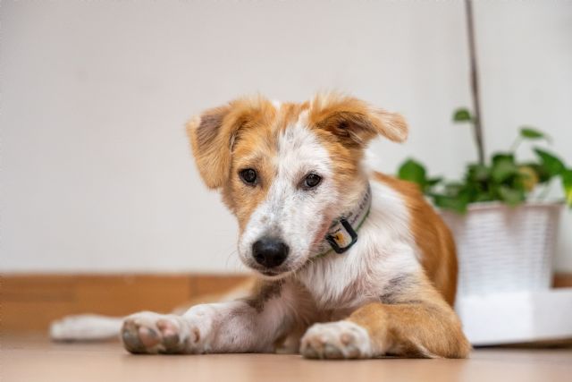 El estrés post vacacional puede generar hiperactividad, trastornos en la alimentación, llantos, pérdida de control de esfínteres o ansiedad por separación en nuestras mascotas - 3, Foto 3