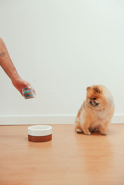 El estrés post vacacional puede generar hiperactividad, trastornos en la alimentación, llantos, pérdida de control de esfínteres o ansiedad por separación en nuestras mascotas - 5, Foto 5