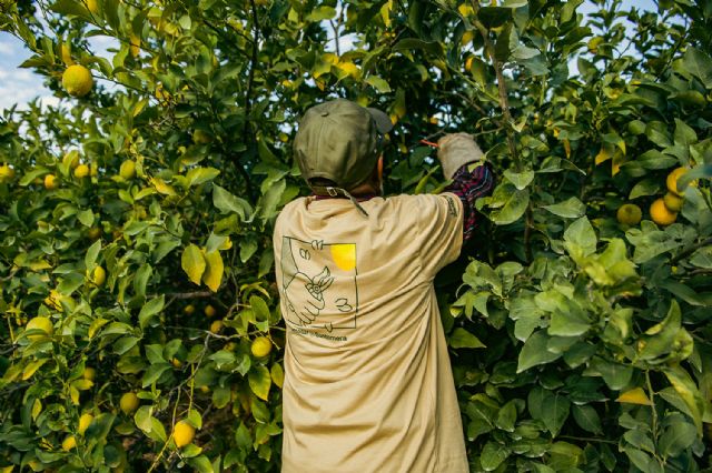 La cooperativa murciana lidera la producción y distribución de limones - 3, Foto 3