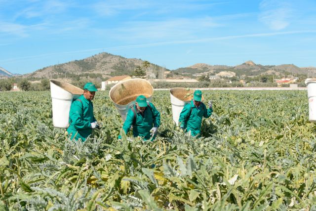 Productores de alcachofa afrontan con optimismo una nueva campaña - 1, Foto 1
