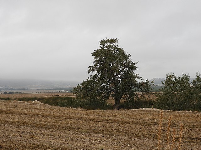 Atentado ecológico en el río Turrilla de Lorca - 3, Foto 3